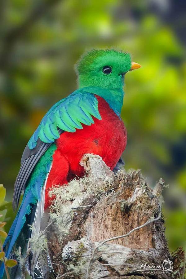 Mirador De Quetzales Lodge *