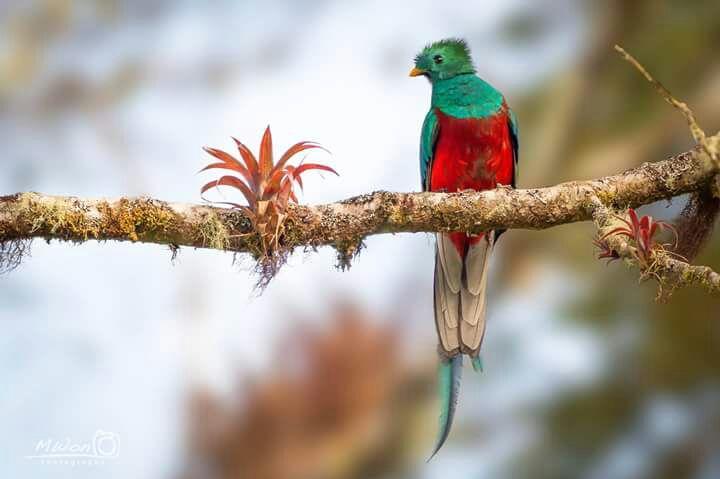 Mirador De Quetzales Providencia