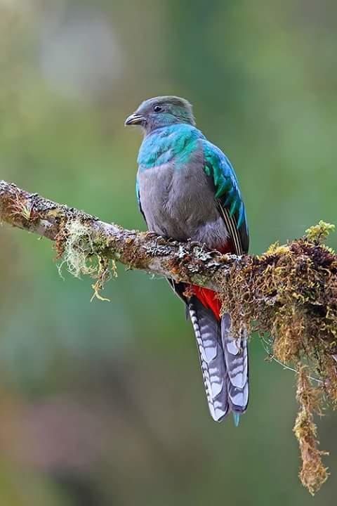 Lodge Mirador De Quetzales *