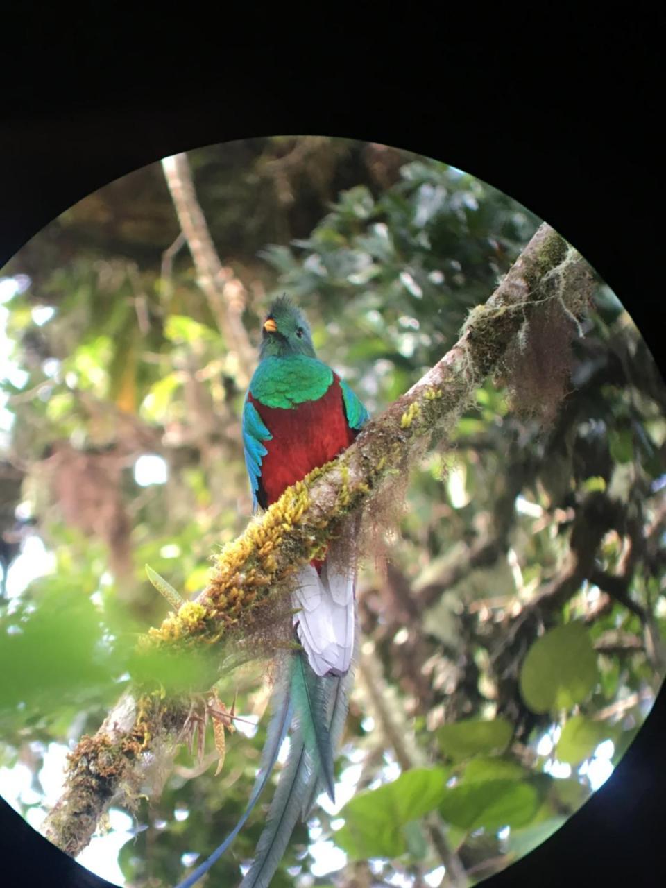 Mirador De Quetzales *